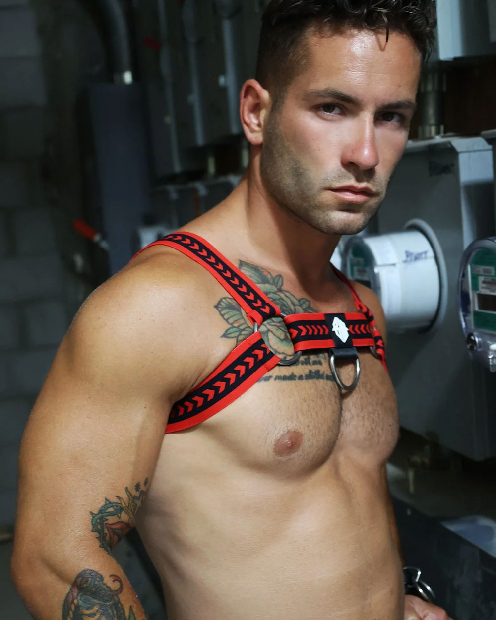 Daddy's Favourite Bulldog Harness